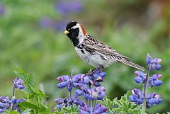 Lapland Longspur